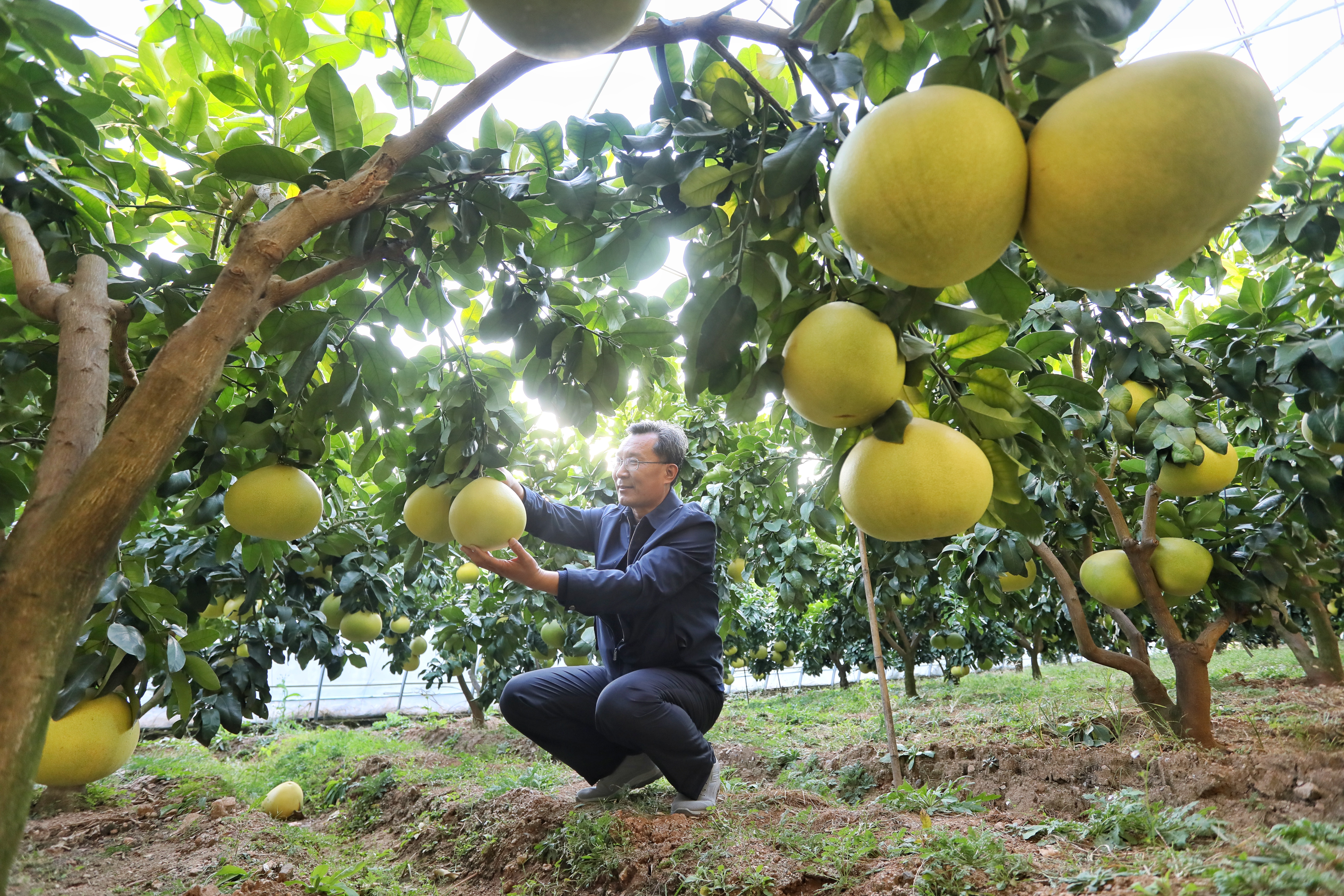 大棚内一颗颗柚子长势喜人。摄影 陈阳.jpg