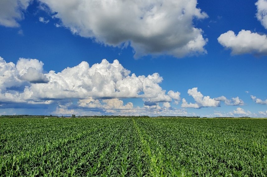 全国第一大玉米品种裕丰303种植地.jpg