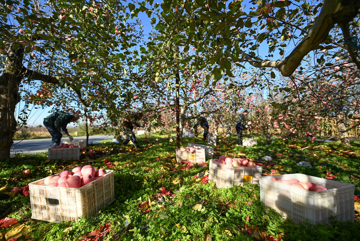 （经济）陕西洛川：丰收季探访一颗苹果的上市之路_01.jpg