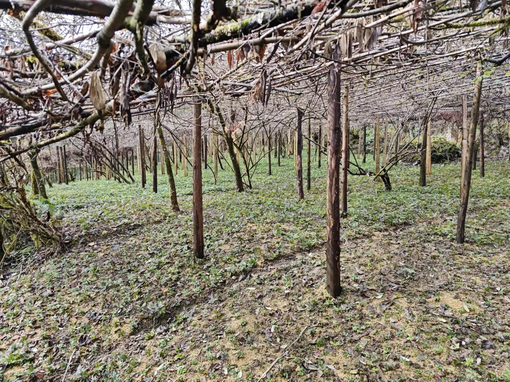 石柱 集体林权制度改革-林连互利共生照片 (4).jpg