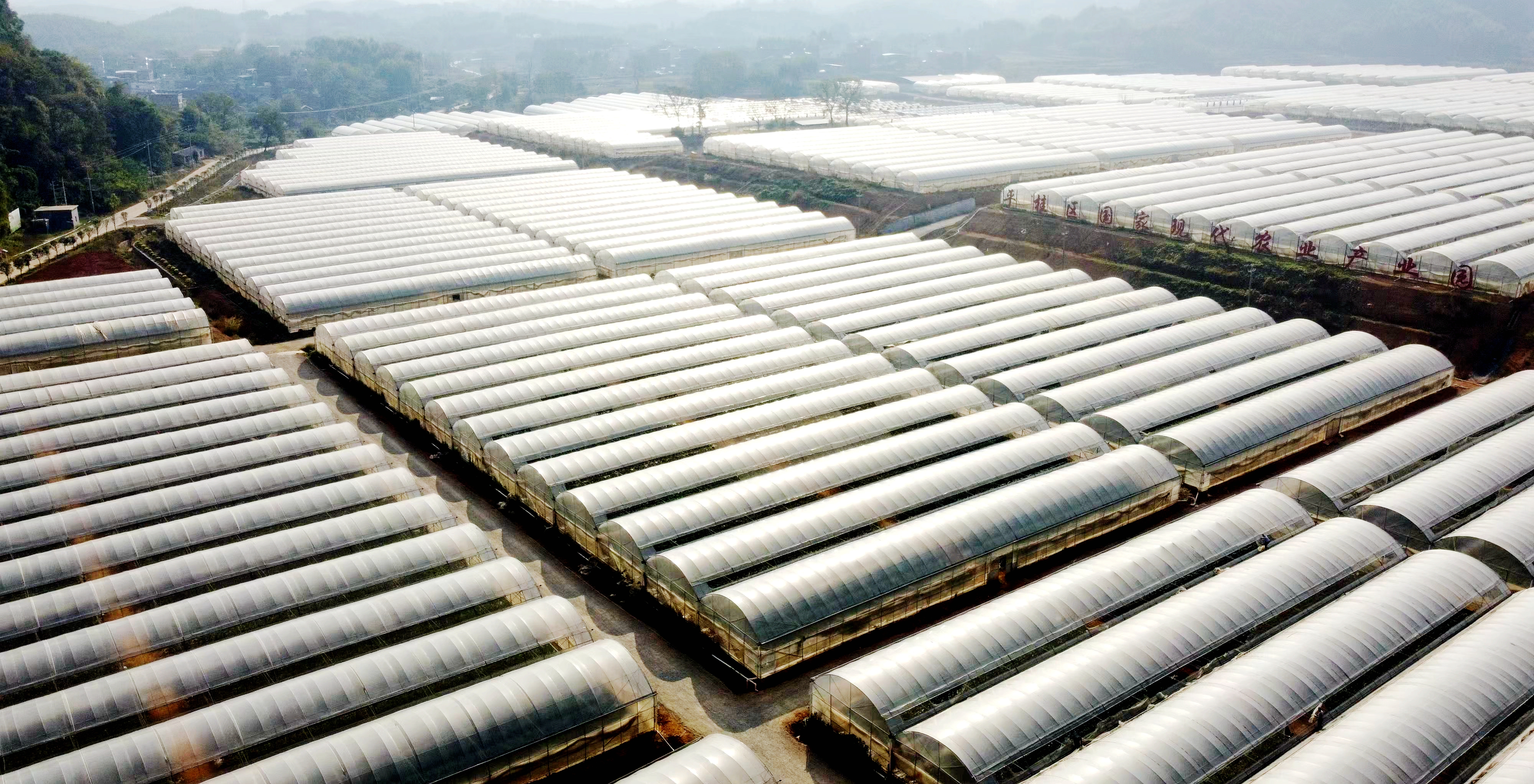 平桂区现代农业产业园，连片的标准温室大棚排列整齐，宛如一片银色的海洋。.jpg