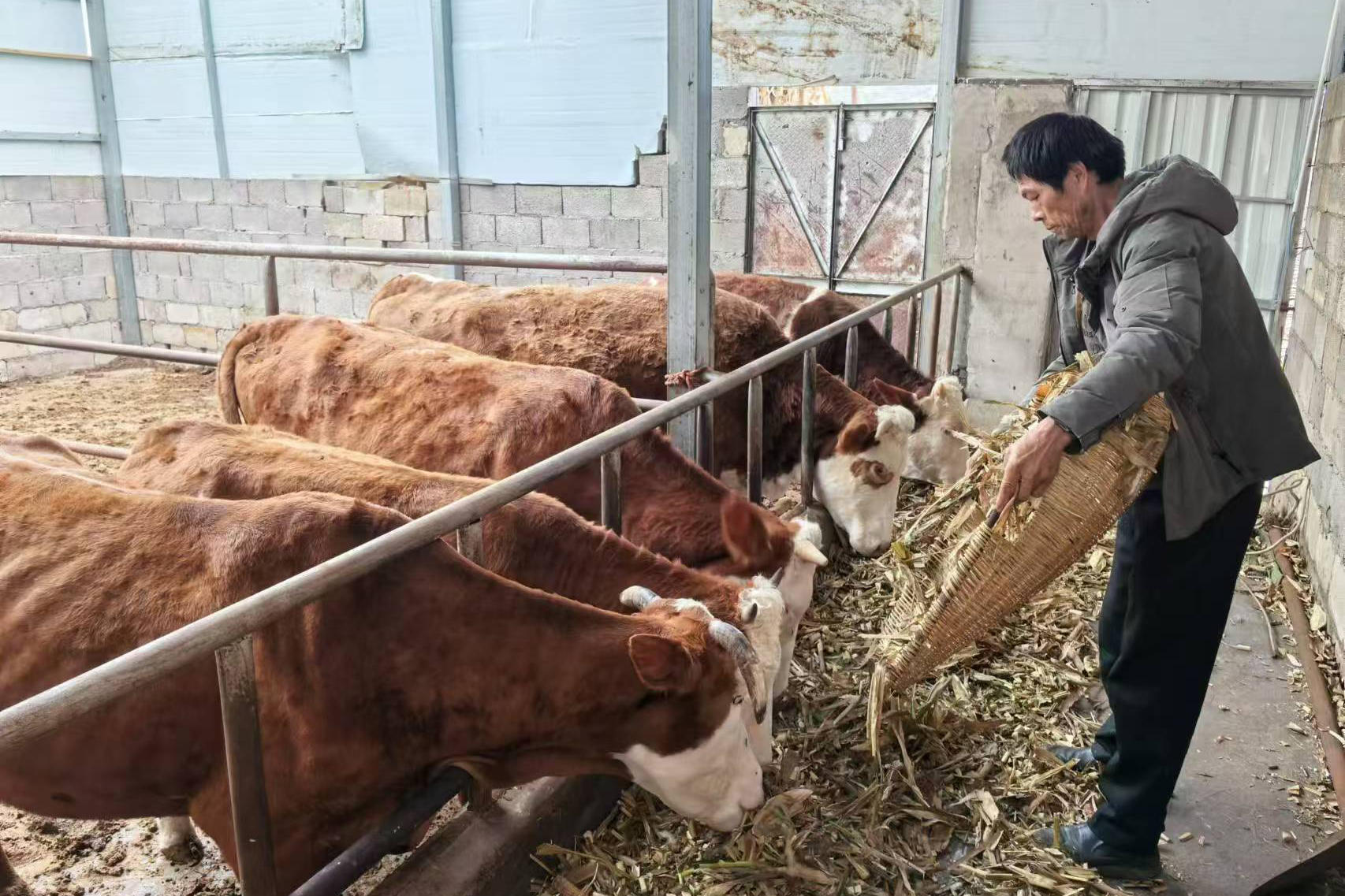 图2：陈兴能正在喂牛（张廷智 摄） 拷贝.jpg