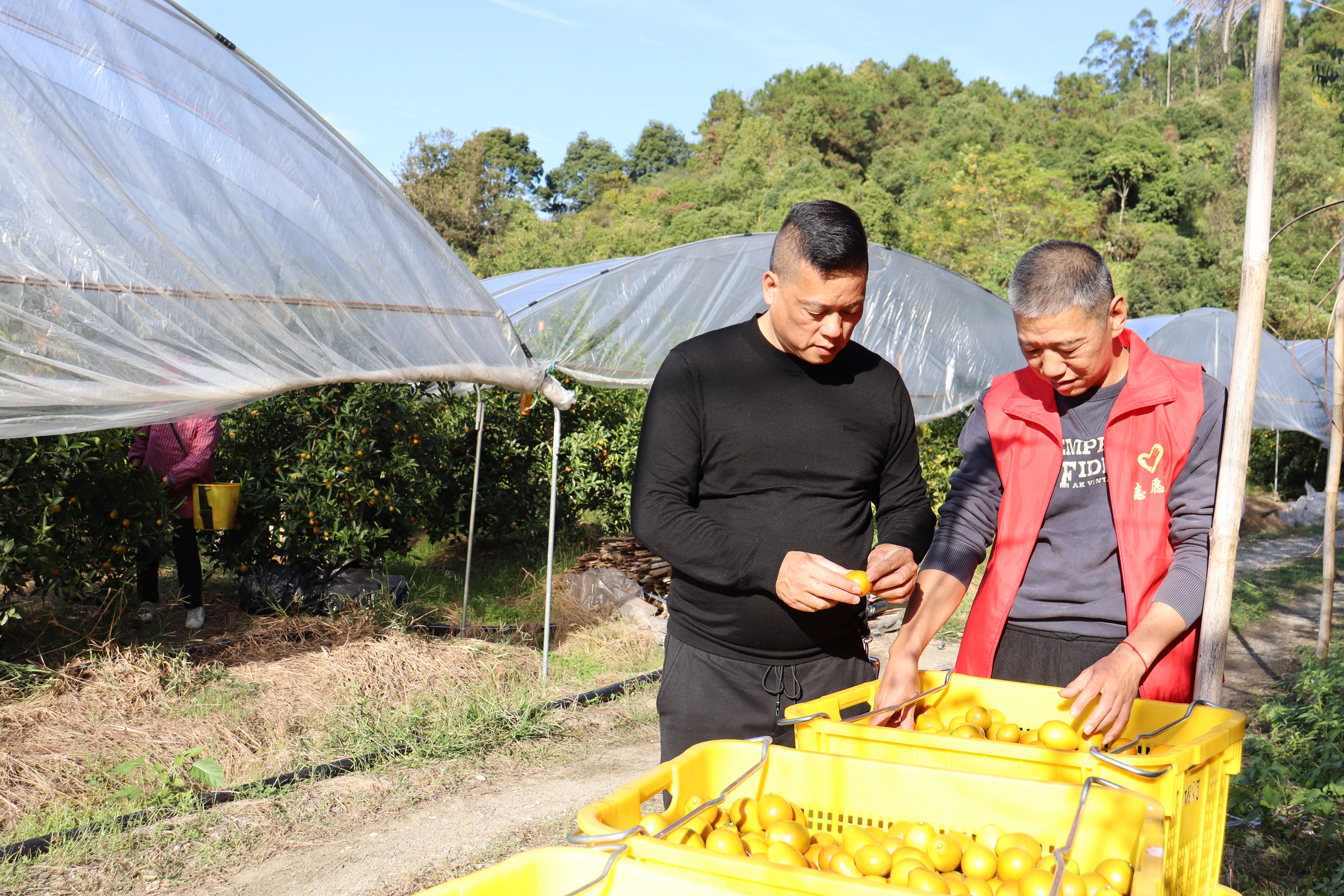 图为融安县烟草专卖局工作人员(右）帮助零售客户覃忠阳（左）筛选分类出口金桔（柳州市烟草专卖局 包傲傲  摄）(1).jpg